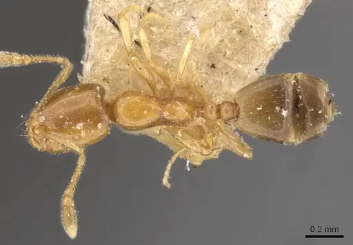 Monomorium andrei specimen CASENT0908687 image casent0908687_1