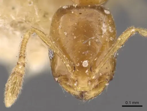 Monomorium andrei specimen CASENT0908687 image casent0908687_2
