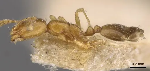 Monomorium andrei specimen CASENT0908687 image casent0908687_3