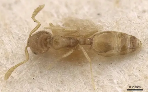 Monomorium andrei specimen CASENT0913630 image casent0913630_1