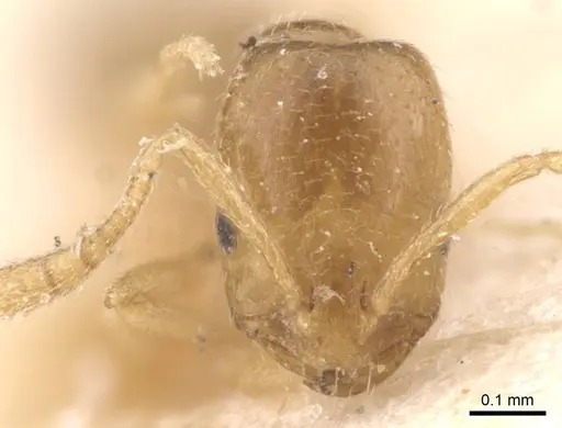 Monomorium andrei specimen CASENT0913630 image casent0913630_2