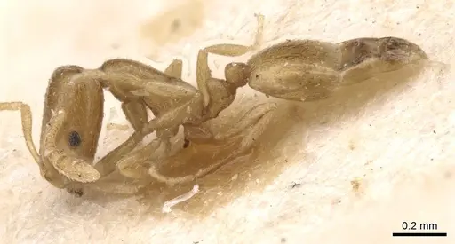 Monomorium andrei specimen CASENT0913630 image casent0913630_3