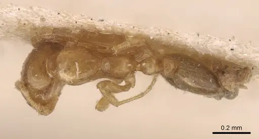 Monomorium andrei specimen CASENT0917814 image casent0917814_1