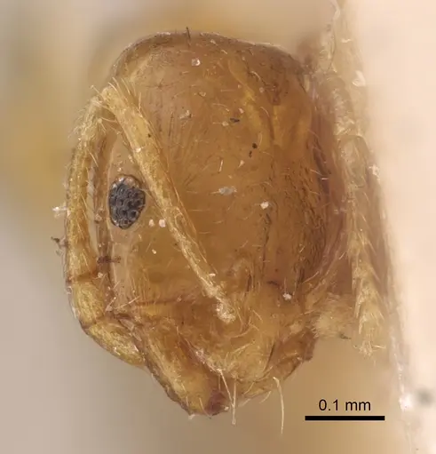 Monomorium andrei specimen CASENT0917814 image casent0917814_2