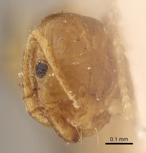 Monomorium andrei specimen CASENT0917814 image casent0917814_3