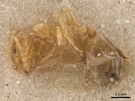 Monomorium andrei specimen CASENT0917814 image casent0917814_4