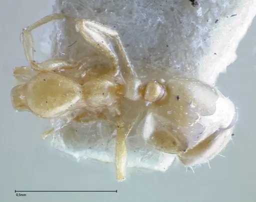 Monomorium andrei specimen FOCOL0301 image focol0301_1