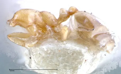 Monomorium andrei specimen FOCOL0301 image focol0301_2