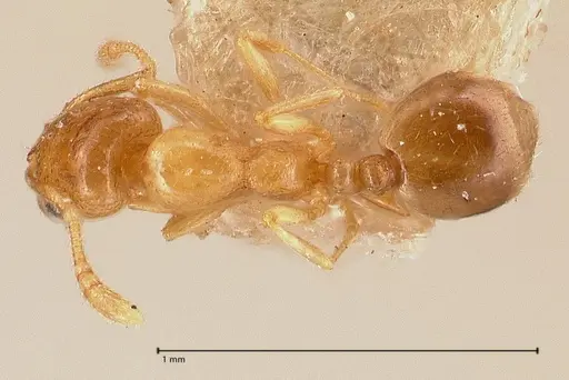 Monomorium andrei specimen FOCOL0771-1 image focol0771-1_1