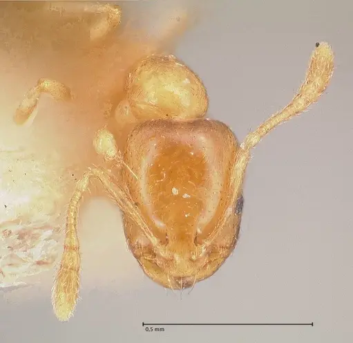 Monomorium andrei specimen FOCOL0771-1 image focol0771-1_2