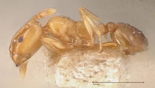 Monomorium andrei specimen FOCOL0771-1 image focol0771-1_3