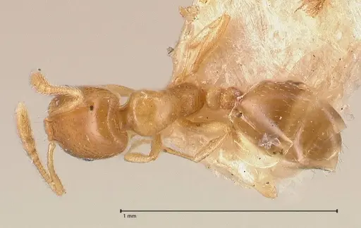 Monomorium andrei specimen FOCOL0771-2 image focol0771-2_1