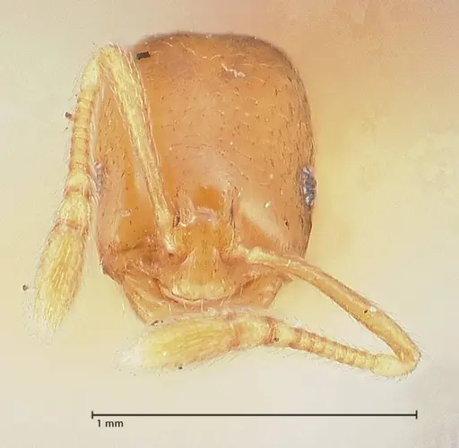 Monomorium andrei specimen FOCOL0771-2 image focol0771-2_2