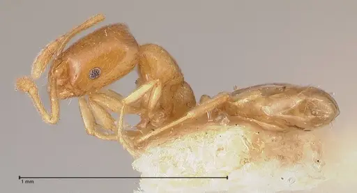 Monomorium andrei specimen FOCOL0771-2 image focol0771-2_3