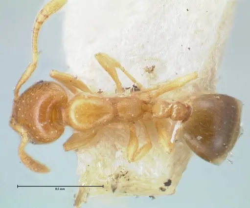Monomorium andrei specimen FOCOL1684 image focol1684_1