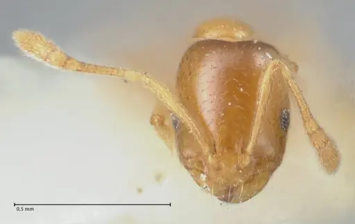 Monomorium andrei specimen FOCOL1684 image focol1684_2