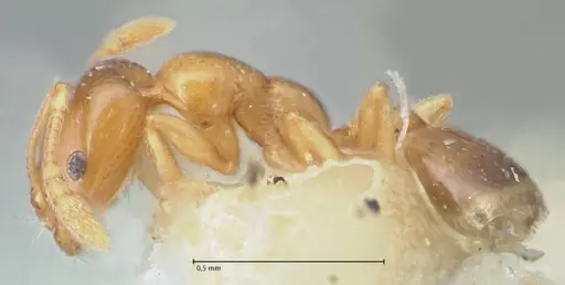 Monomorium andrei specimen FOCOL1684 image focol1684_3
