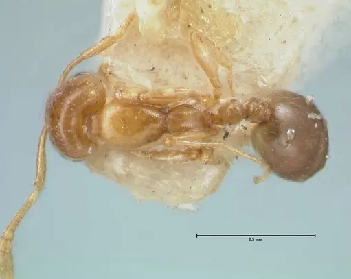 Monomorium andrei specimen FOCOL1685 image focol1685_1