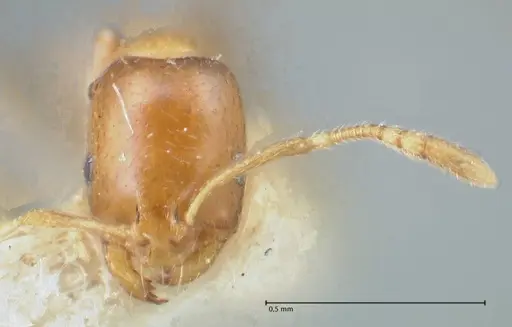 Monomorium andrei specimen FOCOL1685 image focol1685_2