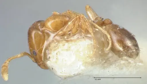 Monomorium andrei specimen FOCOL1685 image focol1685_3