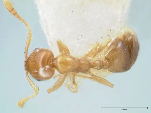 Monomorium andrei specimen FOCOL1686 image focol1686_1