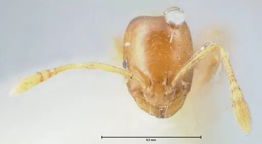 Monomorium andrei specimen FOCOL1686 image focol1686_2