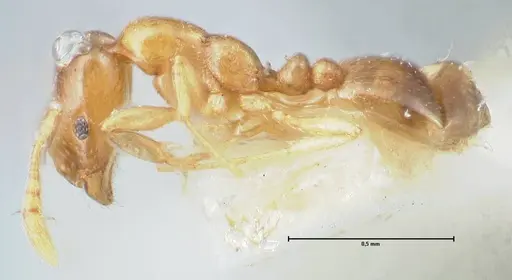Monomorium andrei specimen FOCOL1686 image focol1686_3