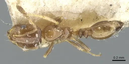 Monomorium angustinode specimen CASENT0902246 image casent0902246_1