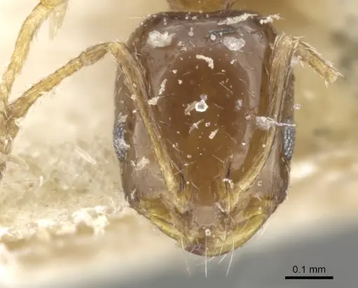 Monomorium angustinode specimen CASENT0902246 image casent0902246_2