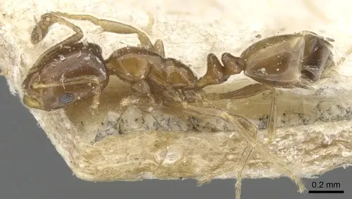 Monomorium angustinode specimen CASENT0902246 image casent0902246_3