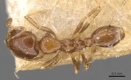 Monomorium angustinode specimen CASENT0908688 image casent0908688_1