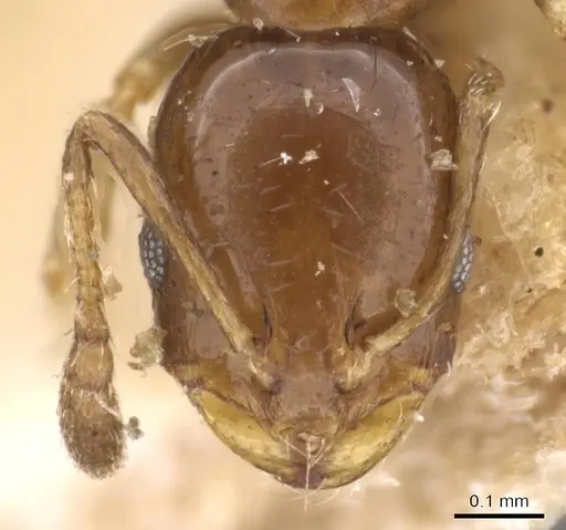 Monomorium angustinode specimen CASENT0908688 image casent0908688_2