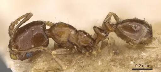 Monomorium angustinode specimen CASENT0908688 image casent0908688_3