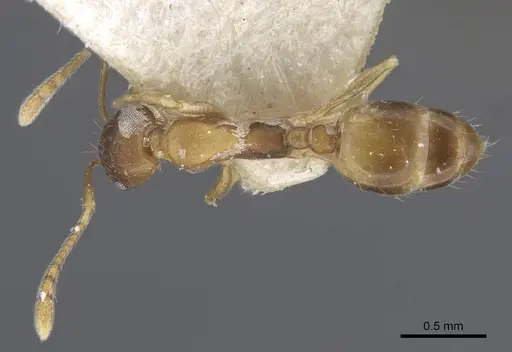 Monomorium annamense specimen CASENT0916995 image casent0916995_1