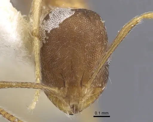 Monomorium annamense specimen CASENT0916995 image casent0916995_2