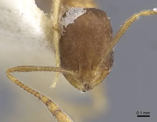 Monomorium annamense specimen CASENT0916995 image casent0916995_3