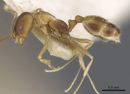 Monomorium annamense specimen CASENT0916995 image casent0916995_4
