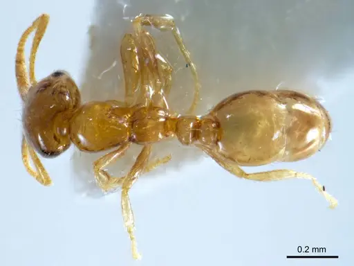 Monomorium antipodum specimen ANTWEB1008673 image antweb1008673_1