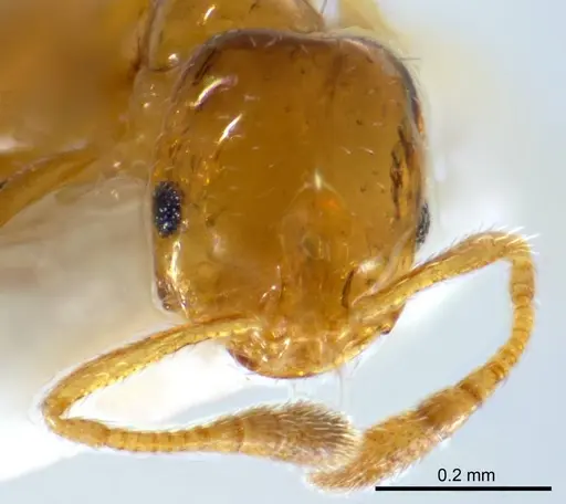 Monomorium antipodum specimen ANTWEB1008673 image antweb1008673_2