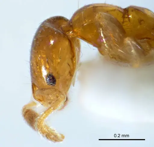 Monomorium antipodum specimen ANTWEB1008673 image antweb1008673_3