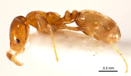 Monomorium antipodum specimen ANTWEB1008673 image antweb1008673_4