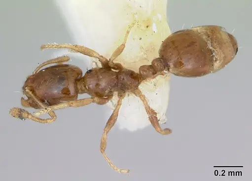 Monomorium antipodum specimen CASENT0172940 image casent0172940_1