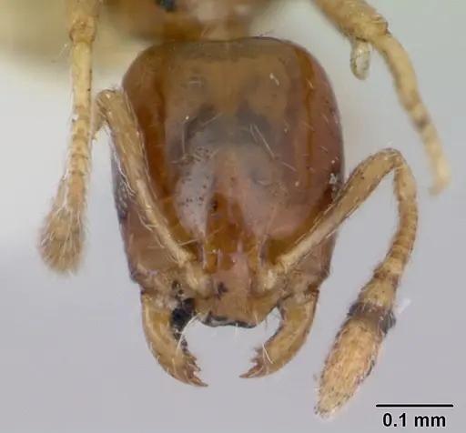 Monomorium antipodum specimen CASENT0172940 image casent0172940_2