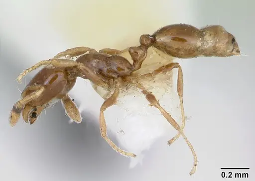 Monomorium antipodum specimen CASENT0172940 image casent0172940_3