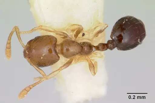 Monomorium antipodum specimen CASENT0172941 image casent0172941_1