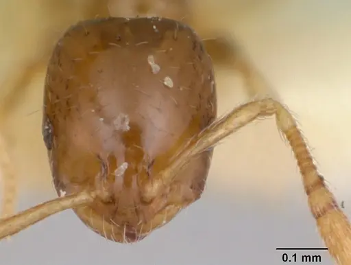 Monomorium antipodum specimen CASENT0172941 image casent0172941_2