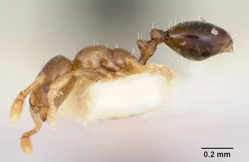 Monomorium antipodum specimen CASENT0172941 image casent0172941_3