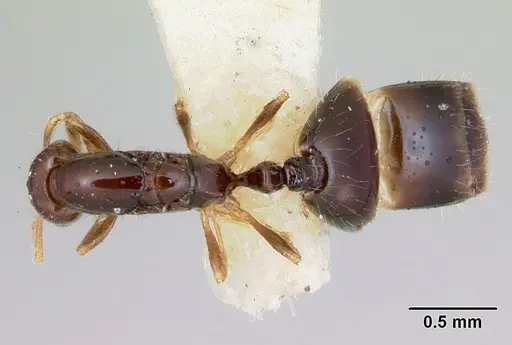 Monomorium antipodum specimen CASENT0172942 image casent0172942_1