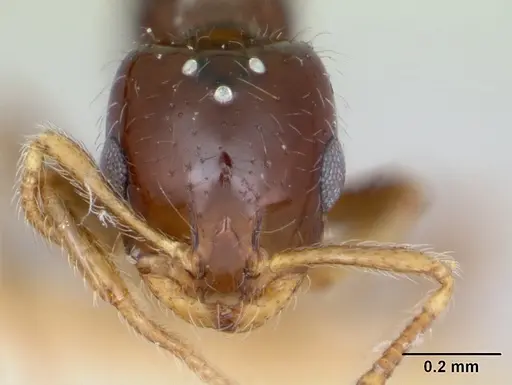 Monomorium antipodum specimen CASENT0172942 image casent0172942_2