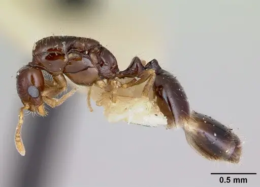 Monomorium antipodum specimen CASENT0172942 image casent0172942_3
